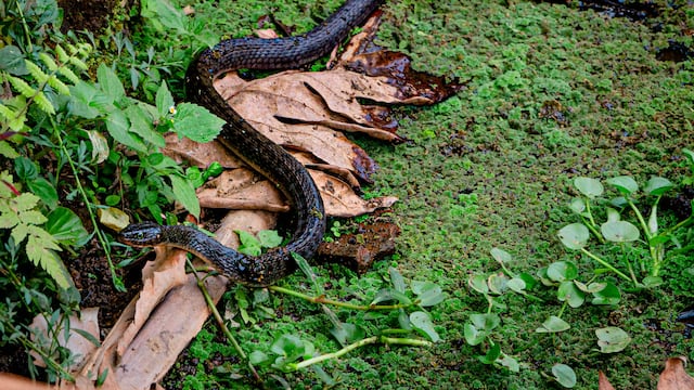 ¿Qué significa soñar con víboras negras?