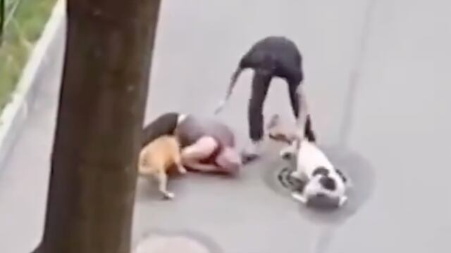 Hombre protege a su perro del ataque de dos perros grandes