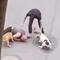 Protege a su perro con su cuerpo del ataque de otros dos perros