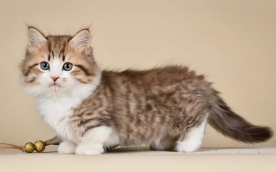 Munchkin
