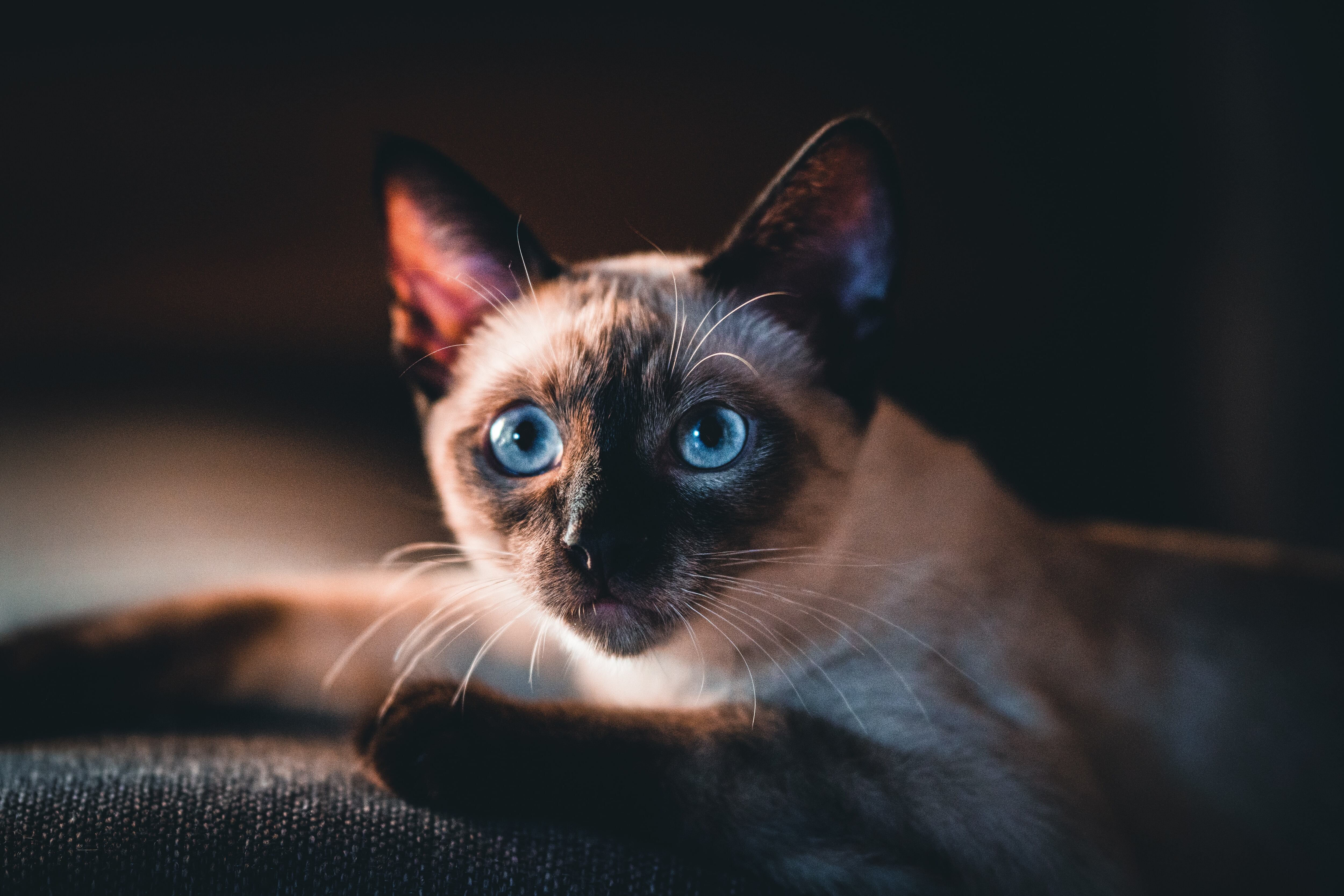 Raza de gato siamés