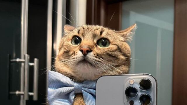 Stepan, gato ucraniano