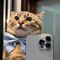 Stepan, el gato que recauda donativos para salvar animales en Ucrania