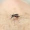 ¿Qué pasa con el dengue en Guatemala? Es una emergencia nacional por estas razones
