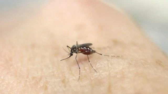 Mosquitos infectados con una bacteria redujeron los casos de dengue