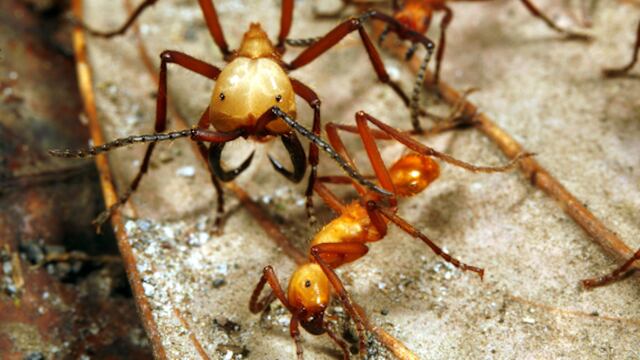 Hormiga Drácula.