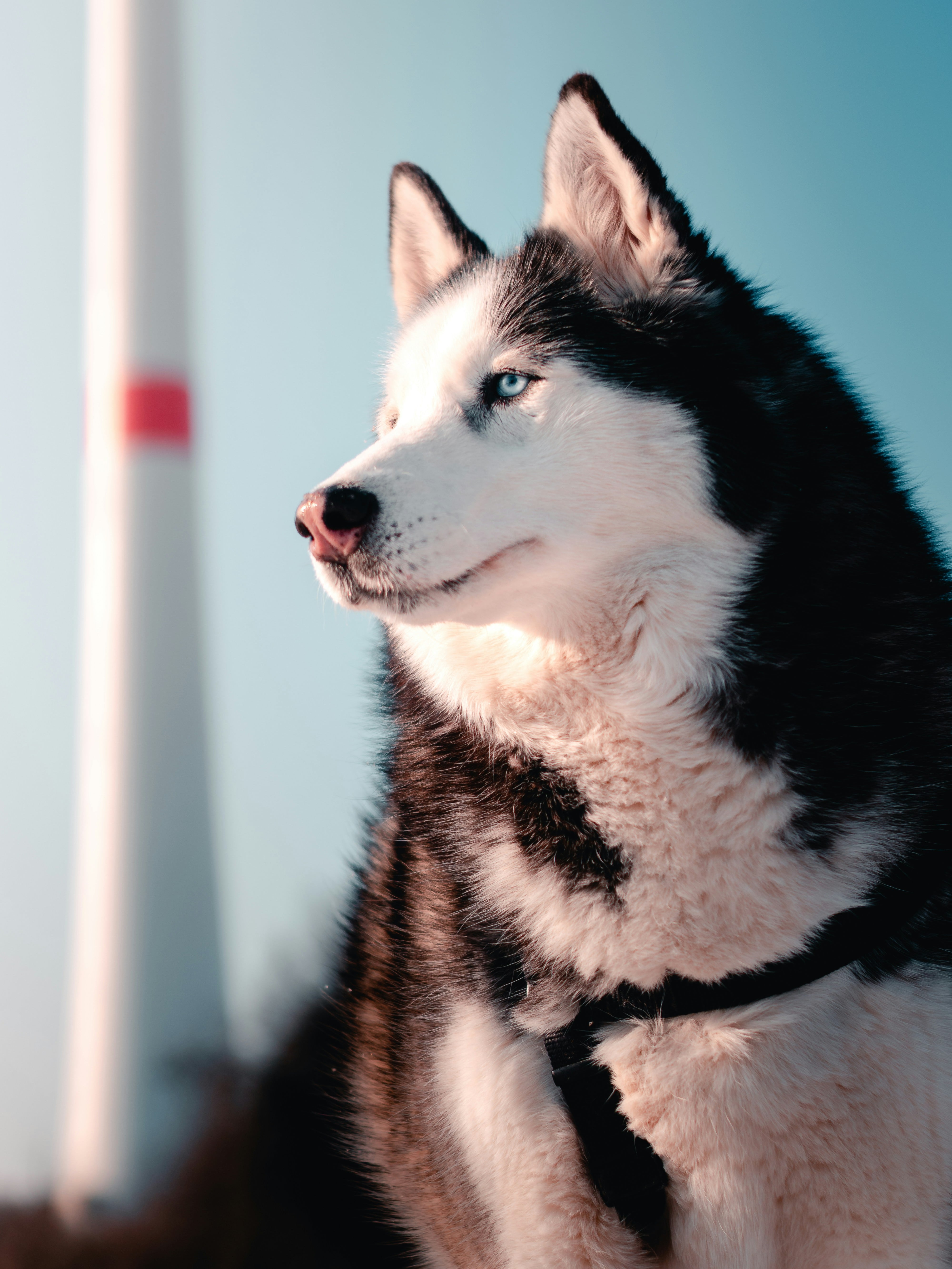 ¿Cómo son los husky? La raza de perro como Everest de Paw Patrol