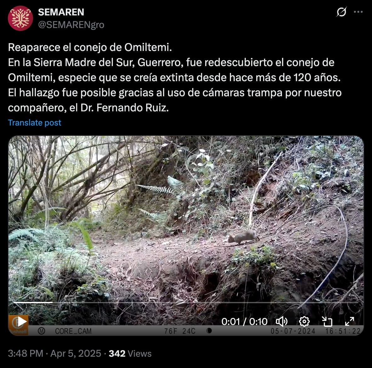 Conejo de Omiltemi reaparece en zona de Guerrero.