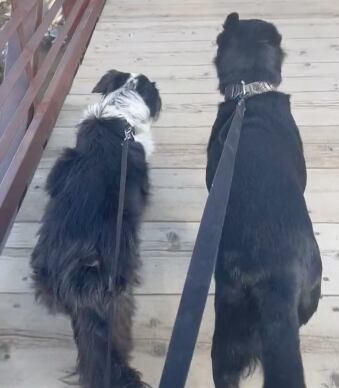 Perrito llora al ver la foto de su mejor amiga que murió