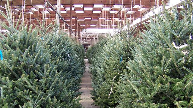 Árboles naturales navideños