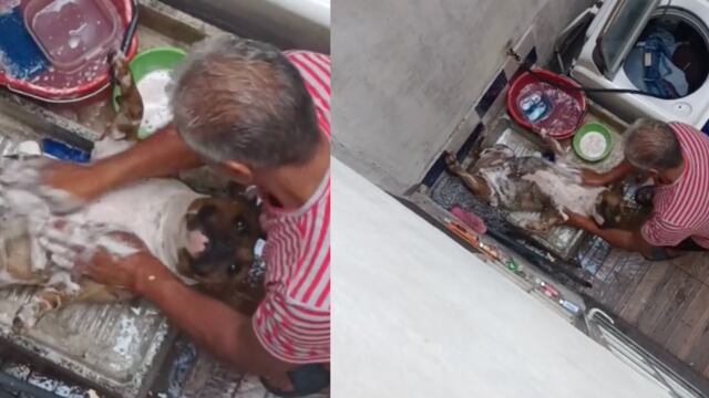 Perrito bañado en TikTok