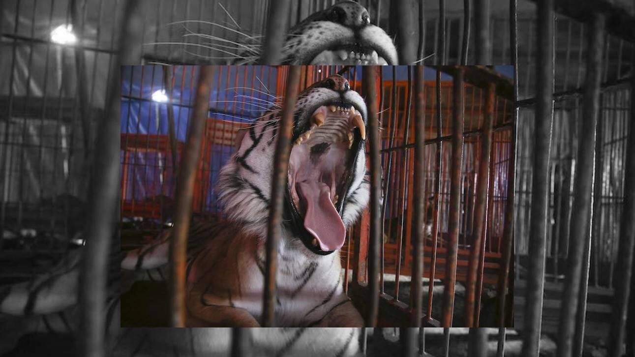 Animales circenses son vendidos a cazadores y taxidermistas, acusa activista