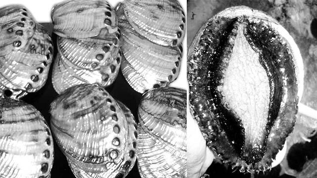 Es uno de los productos que más ganancias deja a las cooperativas pesqueras.