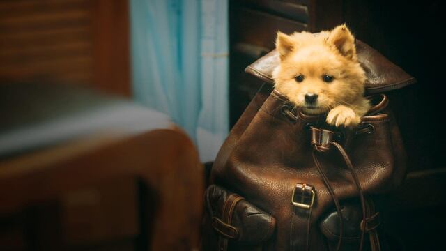 ¿Cuándo se estrena Hachiko 2? Siempre a tu lado ya tiene fecha de estreno en México