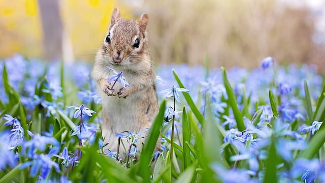 Ardilla huele una flor y su foto conquista Internet.