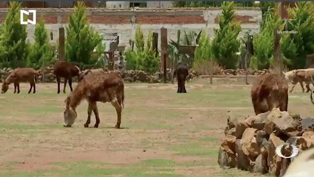Santuario creado para evitar la extinción del burro mexicano