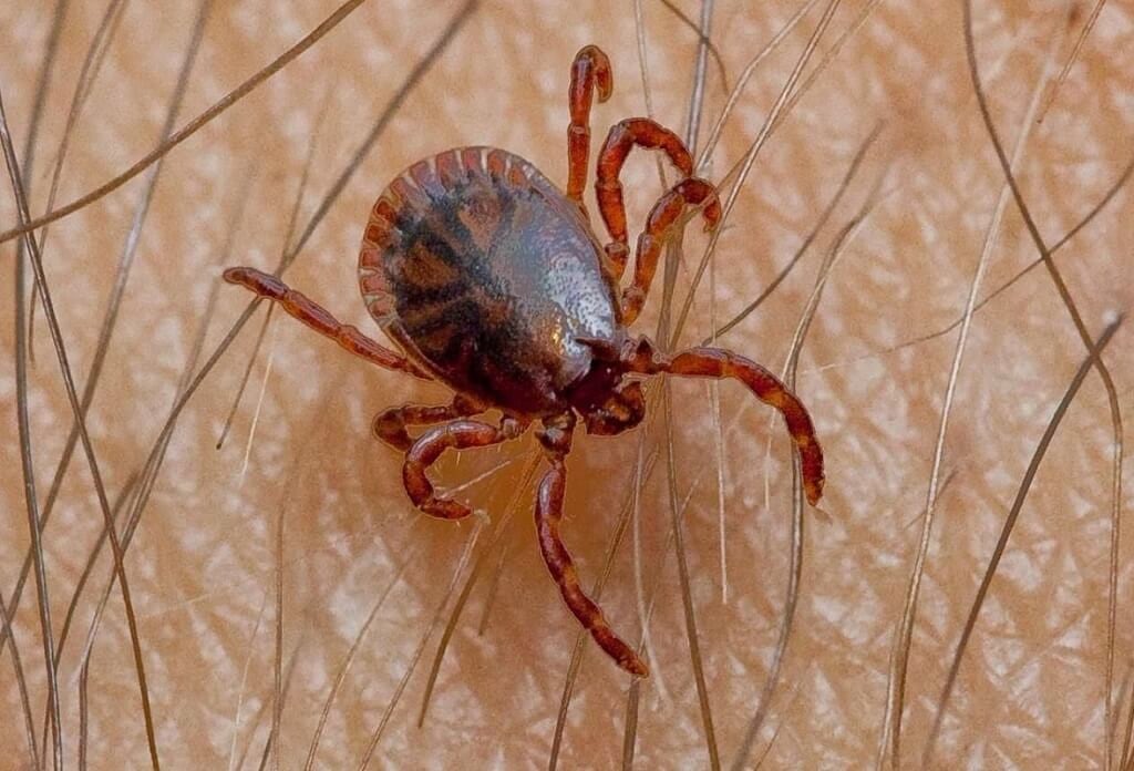 16 muertos por rickettsiosis asociada a las garrapatas