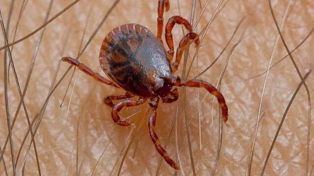 16 muertos por rickettsiosis asociada a las garrapatas