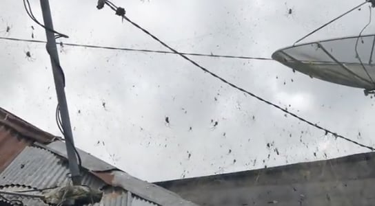 Arañas invaden las calles de Indonesia
