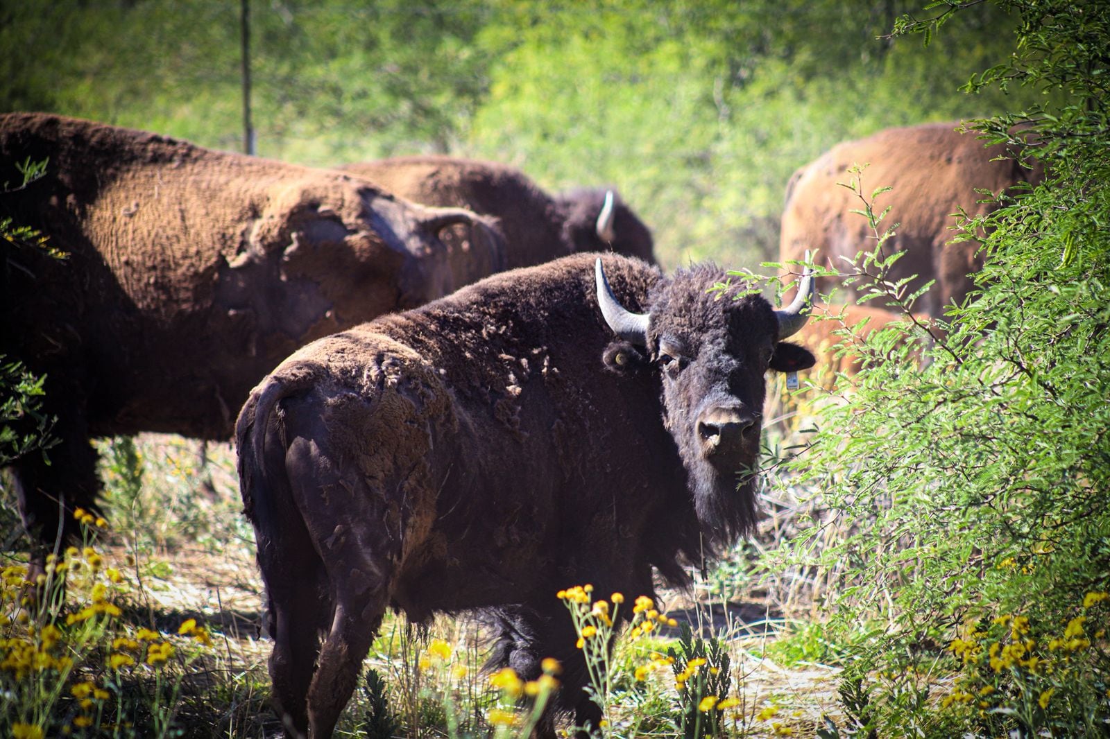 Bisontes son reintroducidos en la región de Cuenca Los Ojos en Sonora