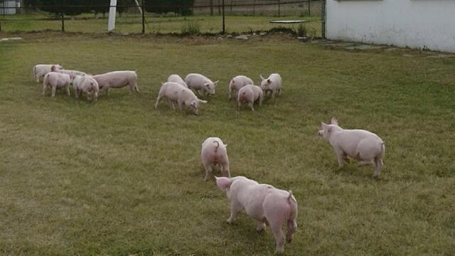 Centro de Enseñanza, Investigación y Extensión en Producción Porcina en Jilotepec
