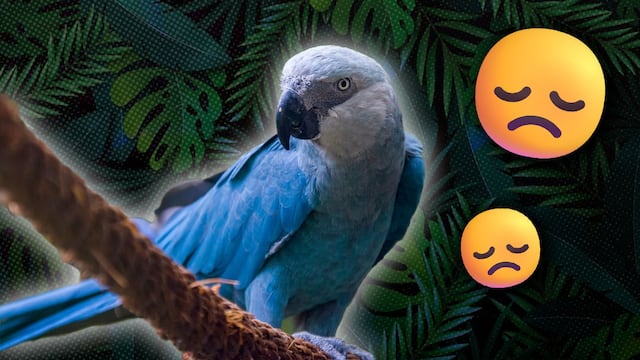 El guacamayo de Spix, mejor conocido por Blu de la película Río, fue declarado extinto