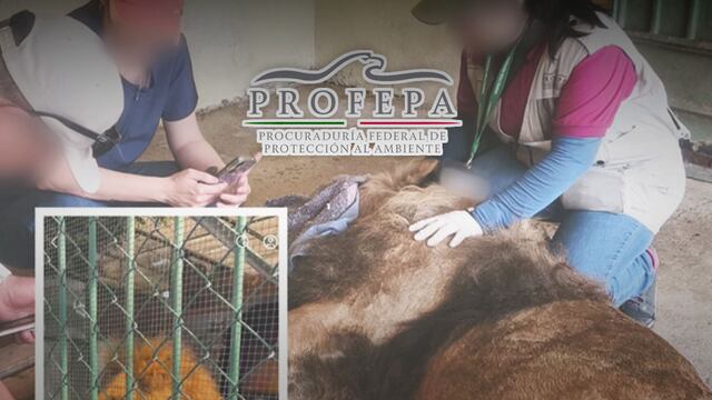 Profepa interviene por caso de león africano en zoológico de Nezahualcóyotl