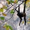 No es montaje: Un mono araña vestido de sicario murió en la balacera de Texcaltitlán, Estado de México
