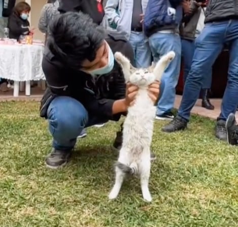 Festival de gatos en TikTok