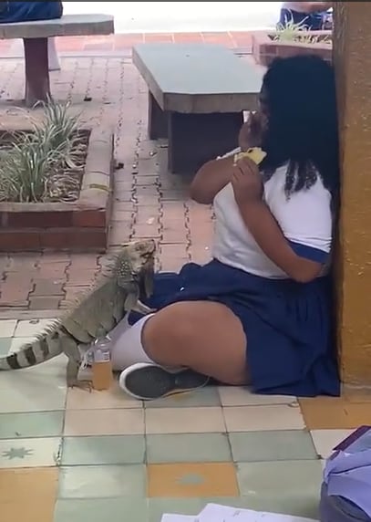 Alumna tomaba su recreo cuando fue sorprendida por una iguana