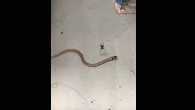 Araña.
