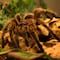 Mujer adopta a una araña y la ayuda a parir a sus 200 crías