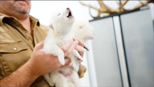 Así suena aullido de lobo extinto hace 12 mil años que George R.R. Martin, autor de Juego de Tronos, regresó a la vida