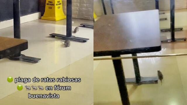 Ratas en restaurante de Fórum Buenavista, CDMX