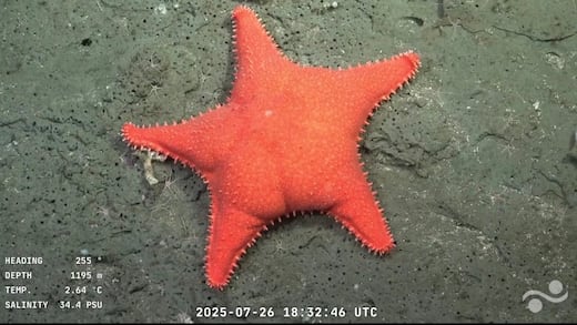 “Encontramos a Patricio”: Video en TikTok reveló al personaje de Bob Esponja; el canal en YouTube para ver la transmisión en vivo