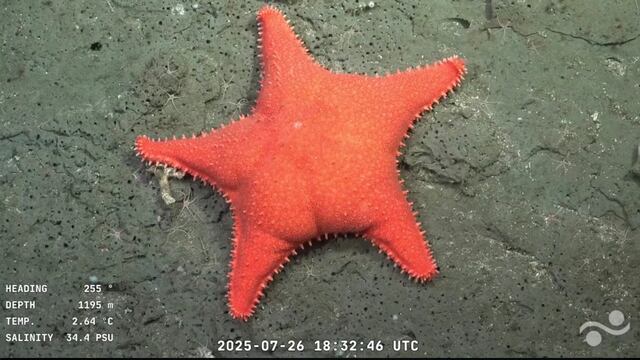 Expedición marina en YouTube se vuelve viral en TikTok