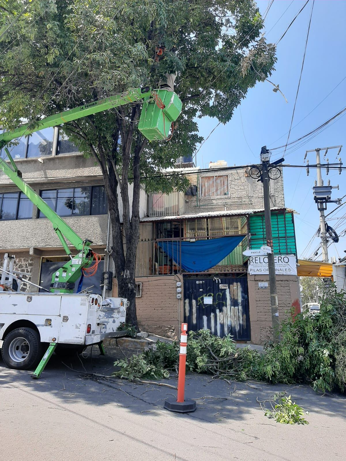 Reforestación urbana en Coyoacán por derribo de árboles
