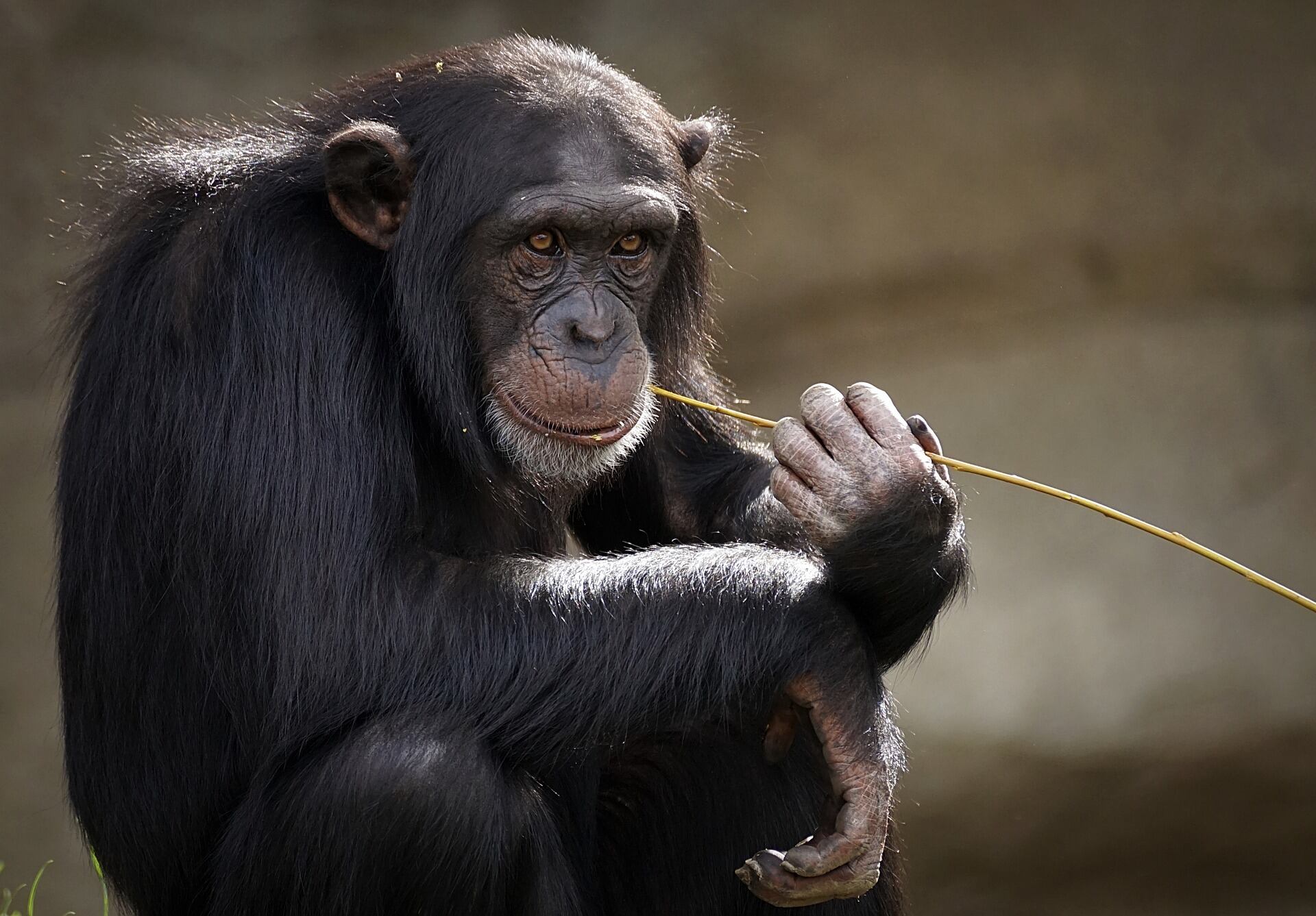 chimpancé