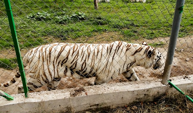 El tigre de bengala del Parque Animalia