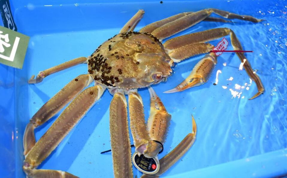 El ejemplar peso 1.24 kilos