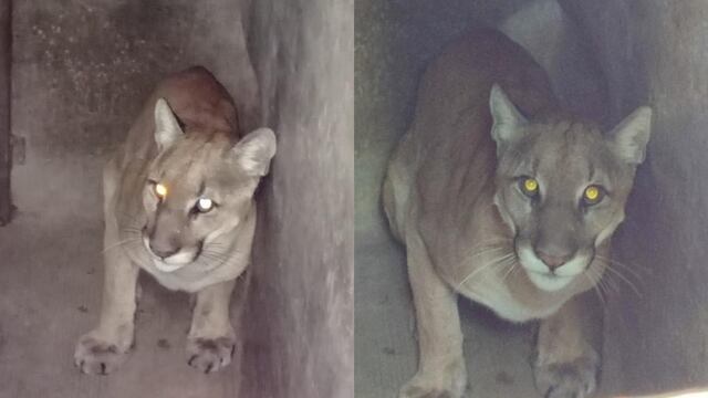 Puma en Tlaxcala
