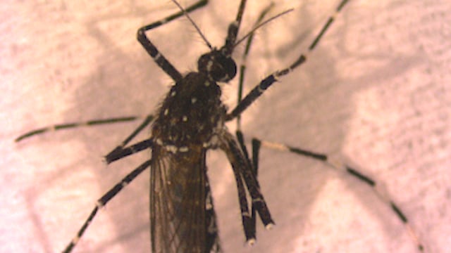 Aedes vittatus