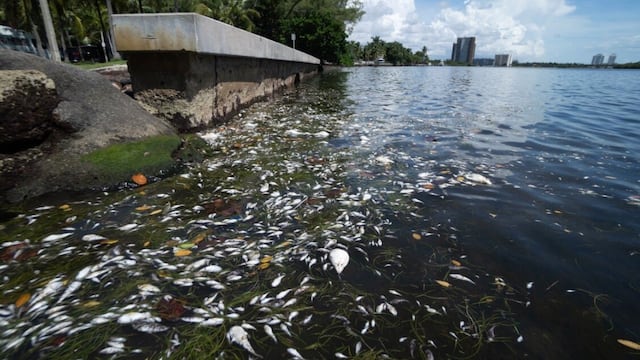 Peces muertos en Miami