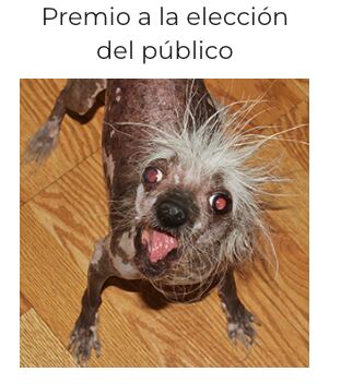 Perro más feo del mundo 2023
