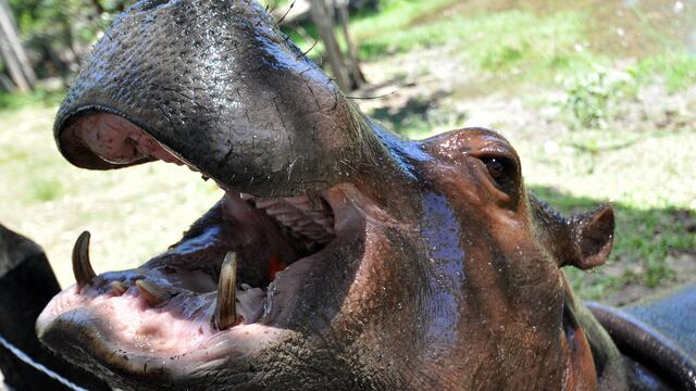 Hipopótamos de Pablo Escobar