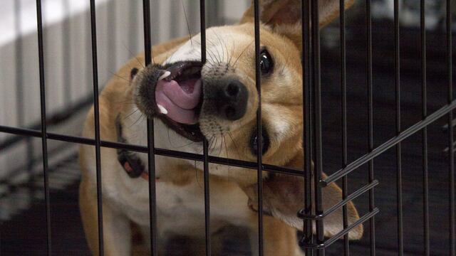 Rescate de mascotas abandonadas