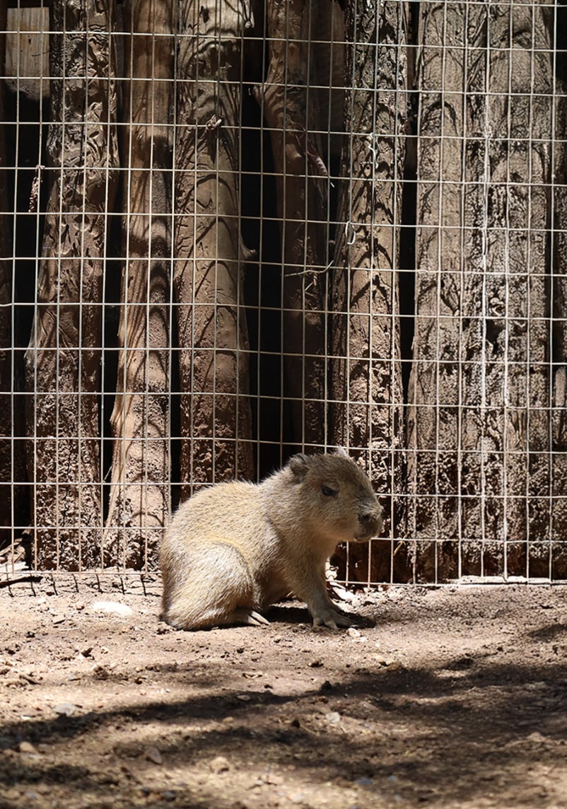 Capibara bebé de Bioparque Estrella Monterrey
