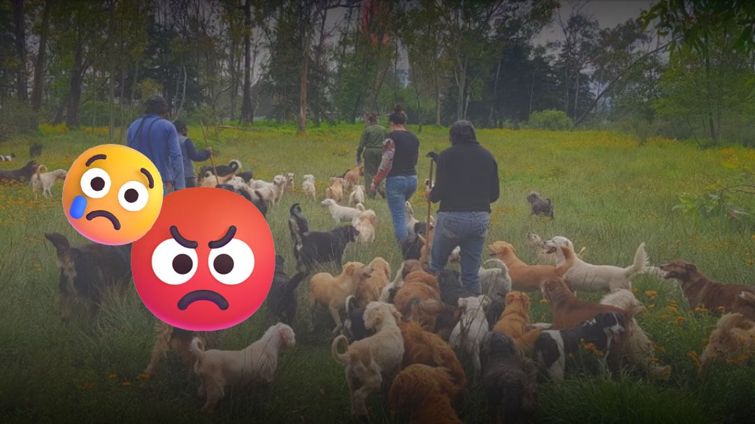 Refugio Franciscano denuncia muerte de perros por mal manejo de cuidadores