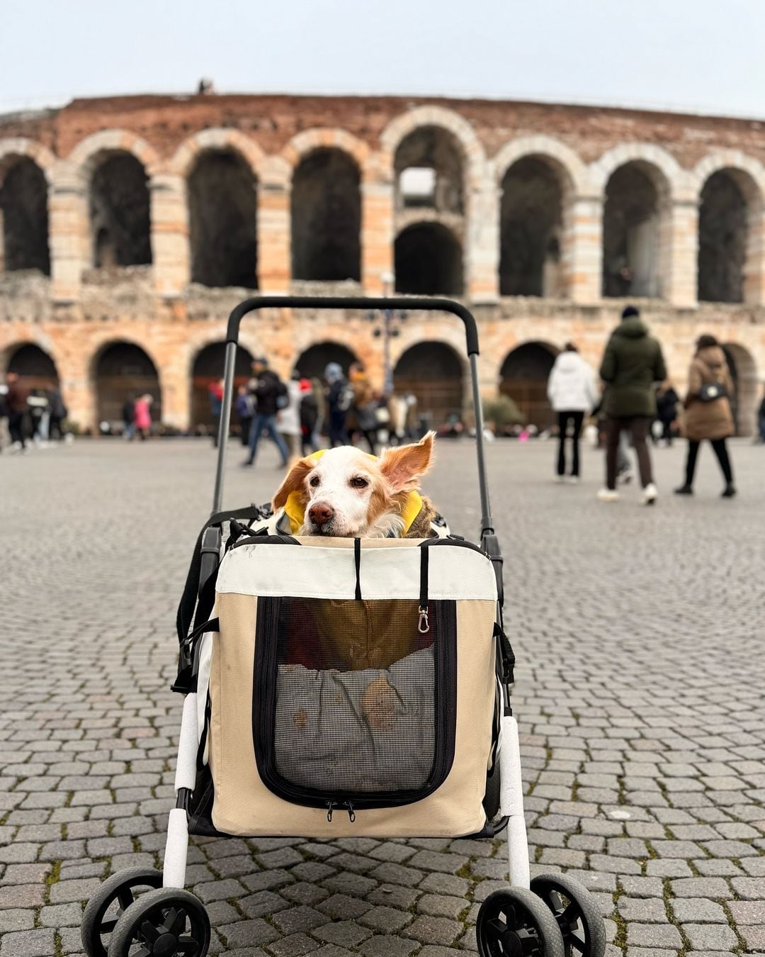 Mazapán, el perro influencer
