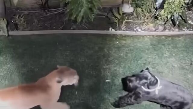 Puma ataca a perrita